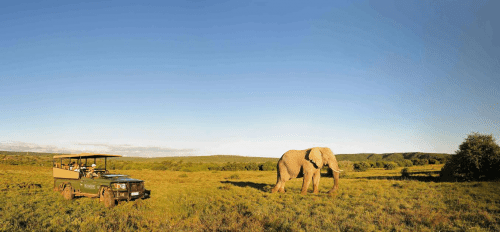 Global Travel: Elephants in South Africa 