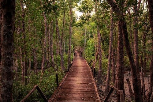 The Sundarbans MakeMyTrip launches the first travel parade on social, this Republic Day!