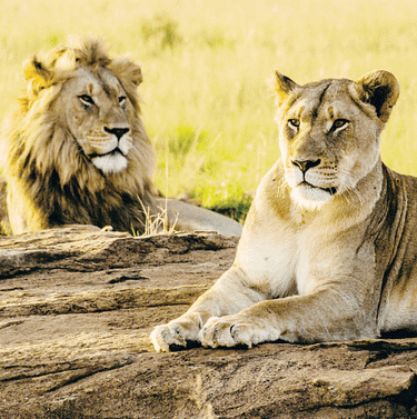 Image 4 1 Gujarat - a incredible wildlife wonderland with 21 Wildlife Sanctuaries