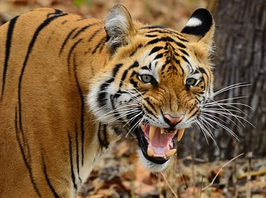 Wildlife sanctuaries in Maharashtra