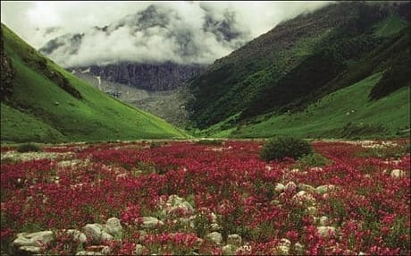 Valley of Flowers