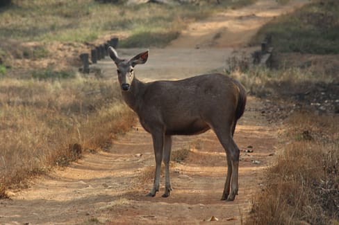 Indian Deer - Wildlife sanctuaries in Maharashtra