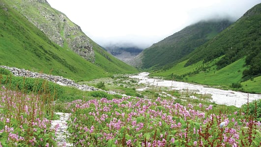 Valleys in India - Valley of Flowers National Park 