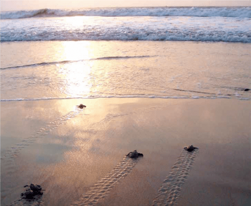 Beautiful and uncrowded beaches - GAHIRMATHA-BEACH,-ODISHA