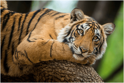 Tiger Reserves in India