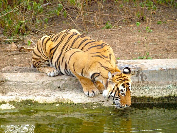 Wildlife sanctuaries of Rajasthan 