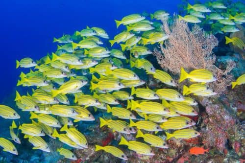 Seychelles - Underwater Adventures 