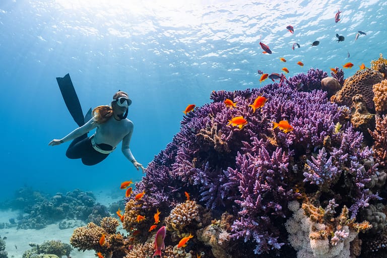 Red Sea, One of the World's Best Diving Spots