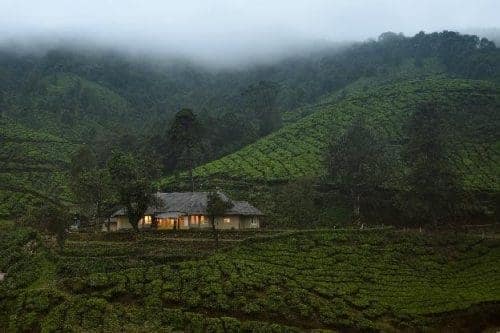 Ama Stays Trails Explore 7 of the best Tea gardens in India