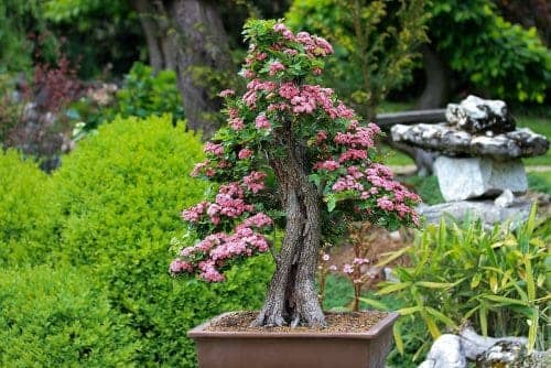 A Bonsai flowering tree